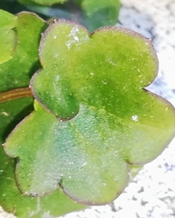 Cymbalaria muralis
