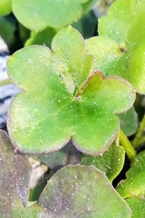 Cymbalaria muralis