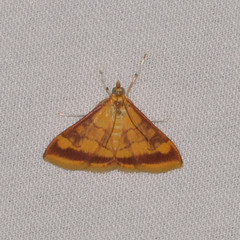 Pyrausta onythesalis