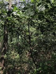Wimmeria concolor