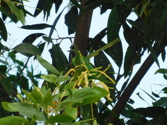 Chloropsis cyanopogon