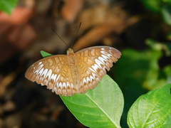 Tanaecia palguna