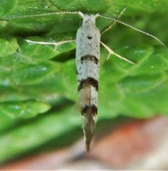 Argyresthia thuiella
