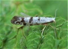 Argyresthia thuiella