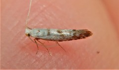 Argyresthia thuiella