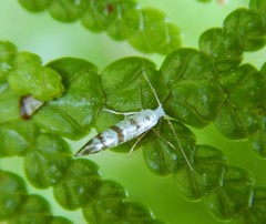 Argyresthia thuiella