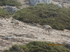 Tetraogallus tibetanus