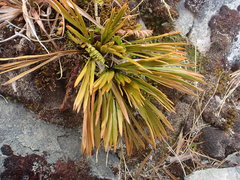 Aciphylla montana montana