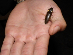 Pyrophorus