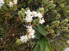 Veronica buchananii