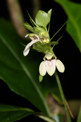 Justicia costaricana