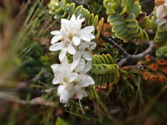 Veronica buchananii