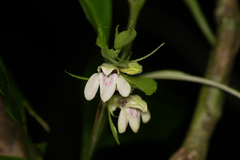 Justicia costaricana