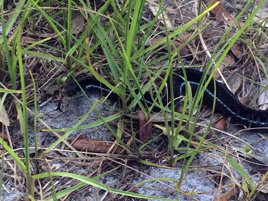 Blue-striped Garter Snake
