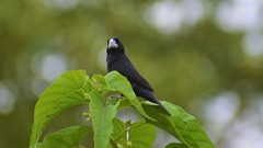 Sporophila crassirostris