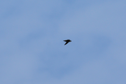 Chaetura pelagica image