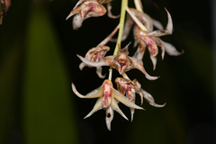 Xylobium elongatum