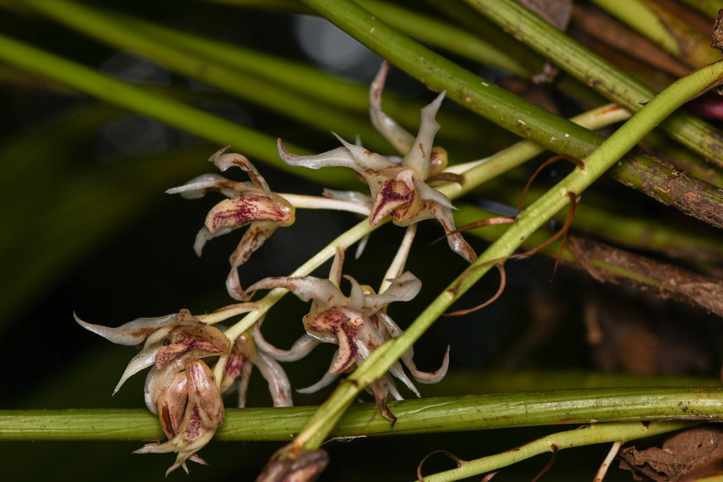 Xylobium elongatum