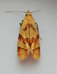 Phtheochroa vitellinana