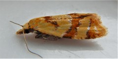 Phtheochroa vitellinana