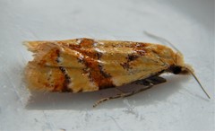 Phtheochroa vitellinana