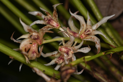 Xylobium elongatum