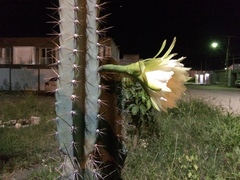 Cereus jamacaru