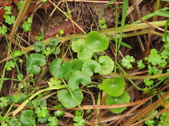 Veronica regina-nivalis