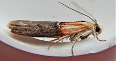 Sciota basilaris