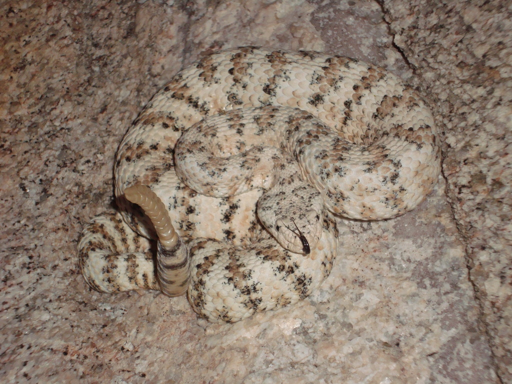 Image showcasing Southwestern Speckled Rattlesnake in April 2011 by captainmagpie1. Male ...