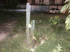 Cereus jamacaru