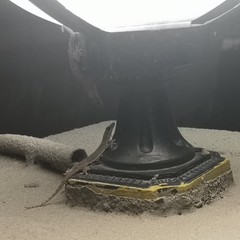 Hemidactylus garnotii