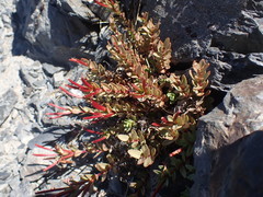 Epilobium porphyrium