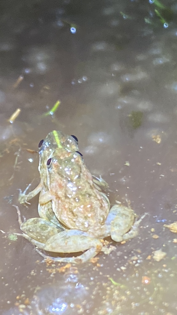 Pseudopaludicola hyleaustralis