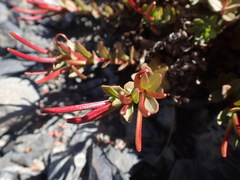 Epilobium porphyrium