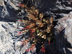 Epilobium porphyrium