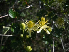 Clematis pauciflora