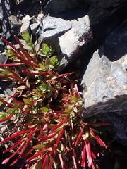 Epilobium porphyrium