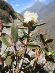 Rhododendron anthopogon