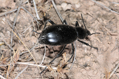 Eleodes longicollis