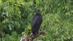 Coragyps atratus image