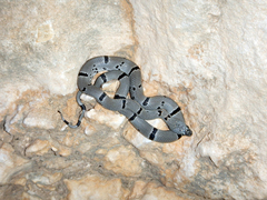 Lampropeltis alterna