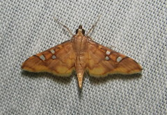 Prophantis smaragdina