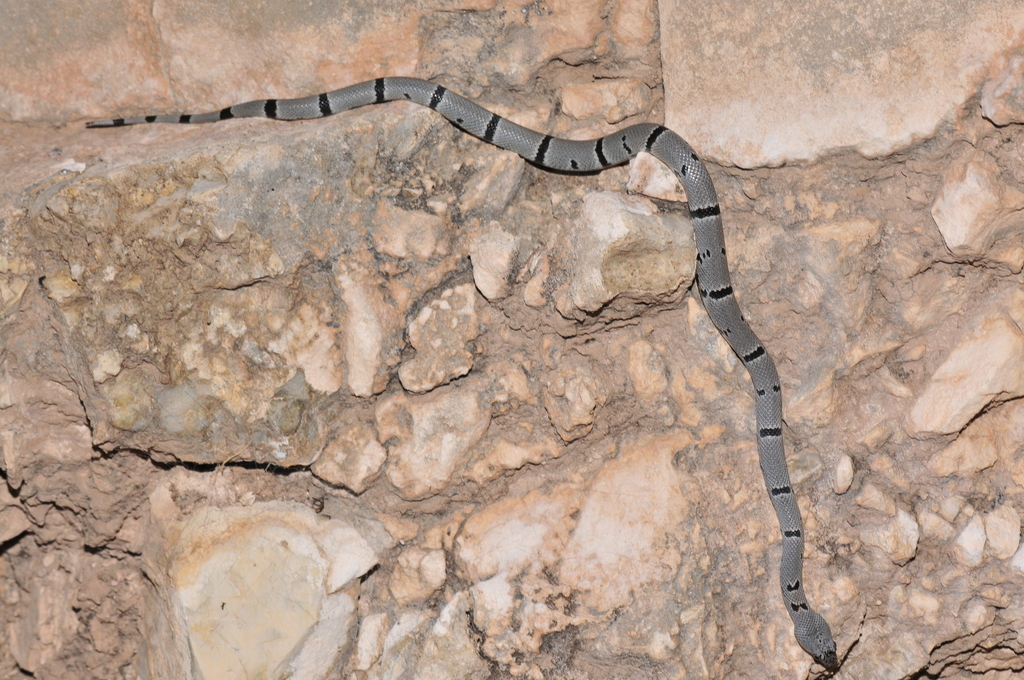 Gray-banded Kingsnake