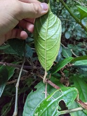 Drymonia conchocalyx