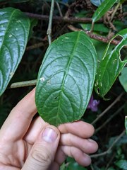 Drymonia conchocalyx