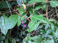 Drymonia conchocalyx