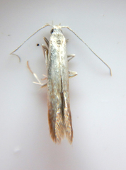 Coleophora rupestrella