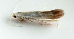 Coleophora rupestrella