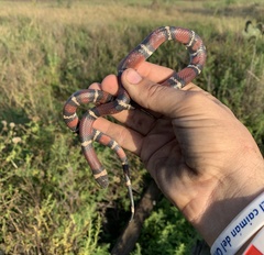 Lampropeltis annulata